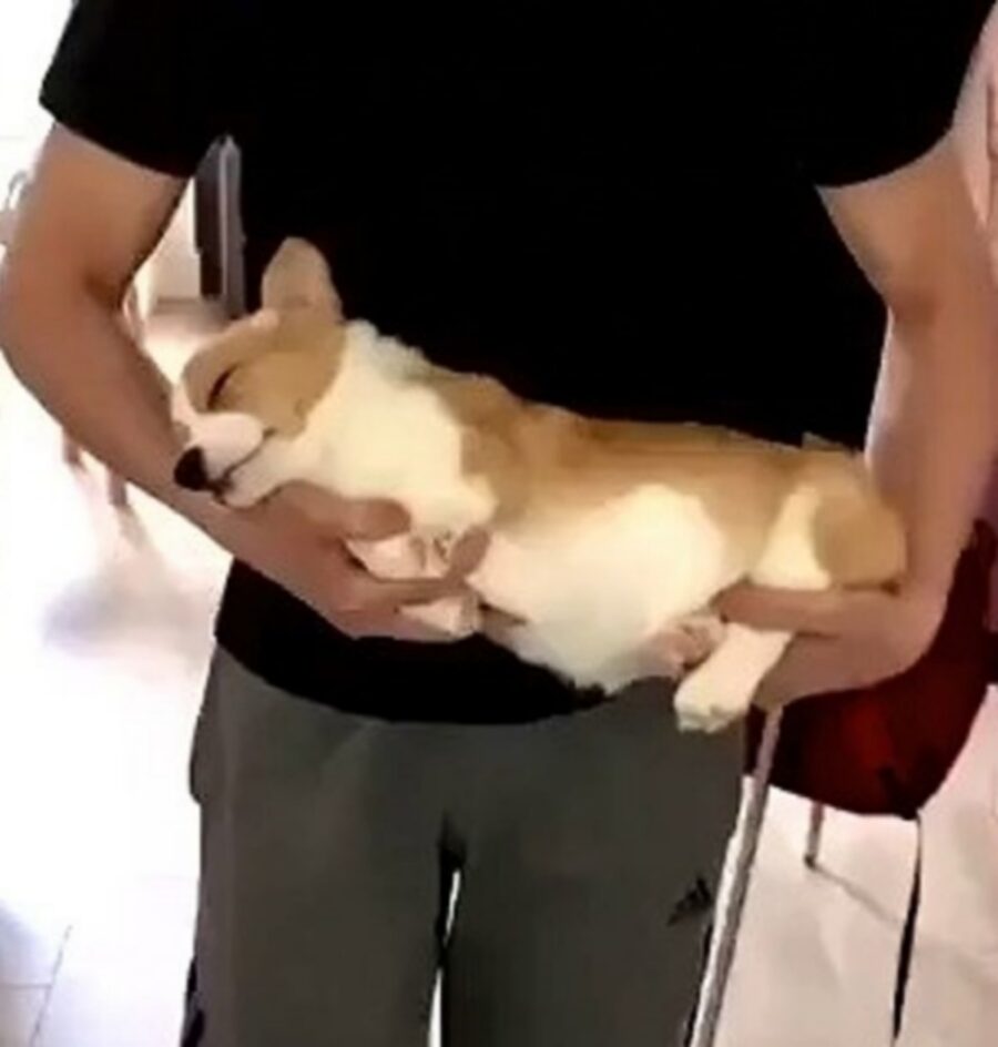 cane in braccio