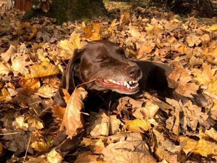 cane gioca foglie