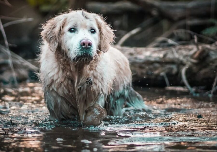 cane grossa taglia acqua