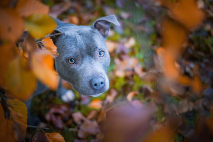 cane coperto dalle foglie