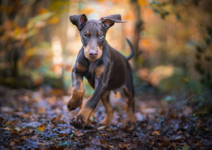 cane gioca sul fogliame 