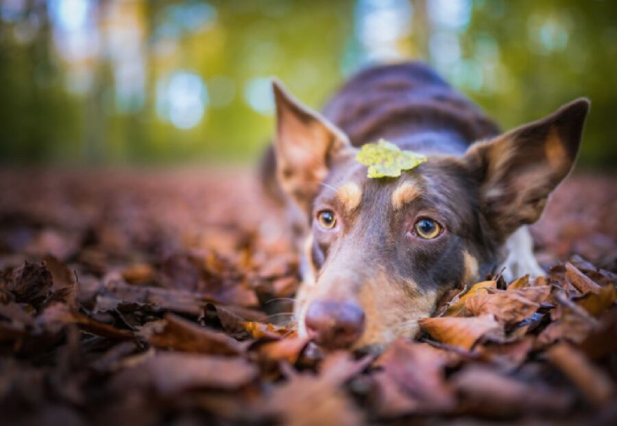 cane foglia sul capo