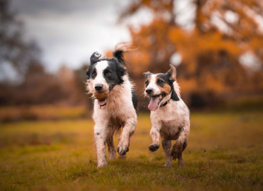 cani coppia giocano assieme