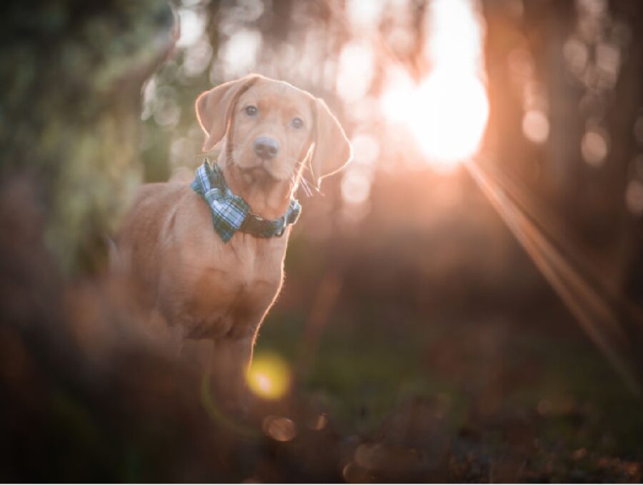 cagnolino collare colore blu