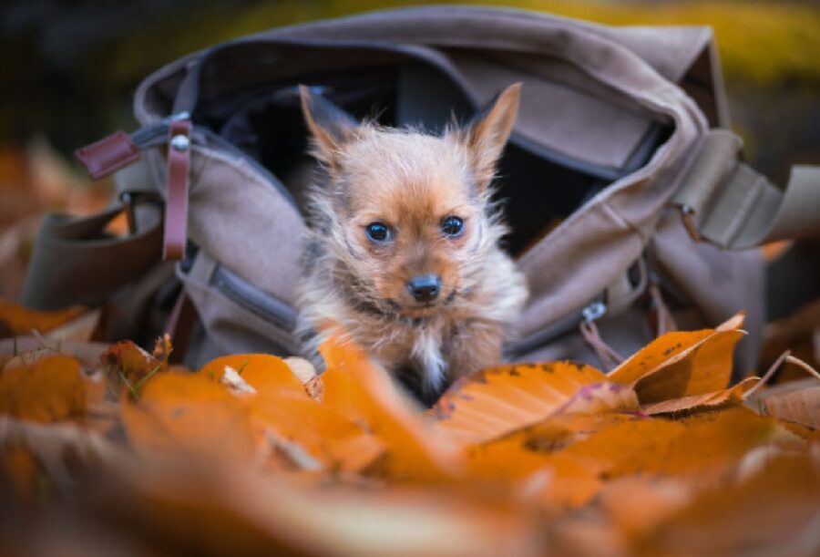 cane dentro borsa davanti foglie