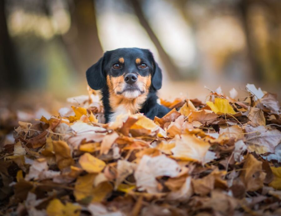 cane in mezzo le foglie