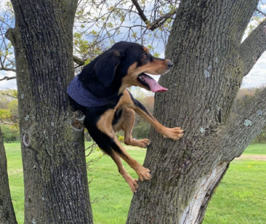 cane che si arrampica su albero