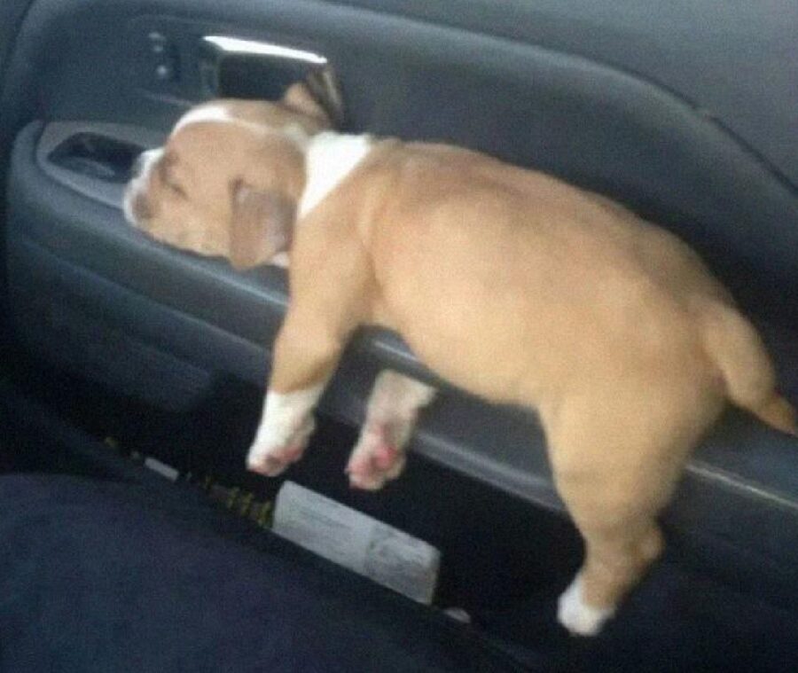 cane dorme su maniglia auto