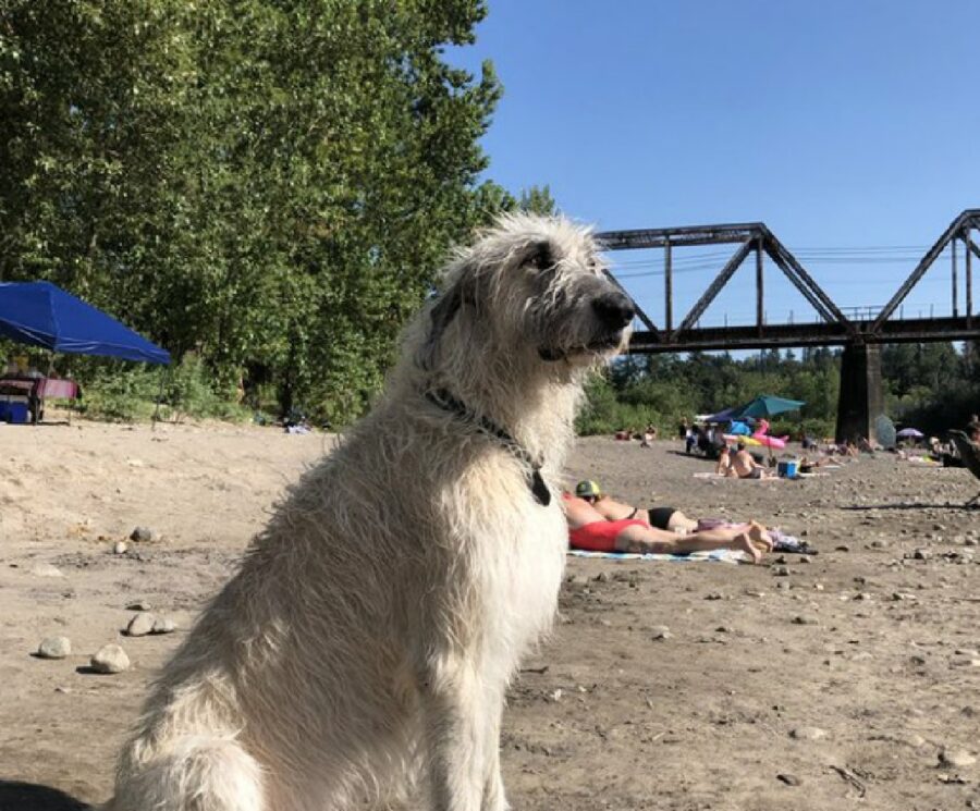 cucciolo si gode sole spiaggia