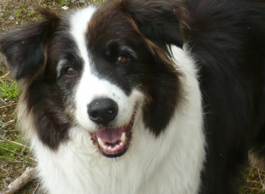 cane border collie pelo marrone