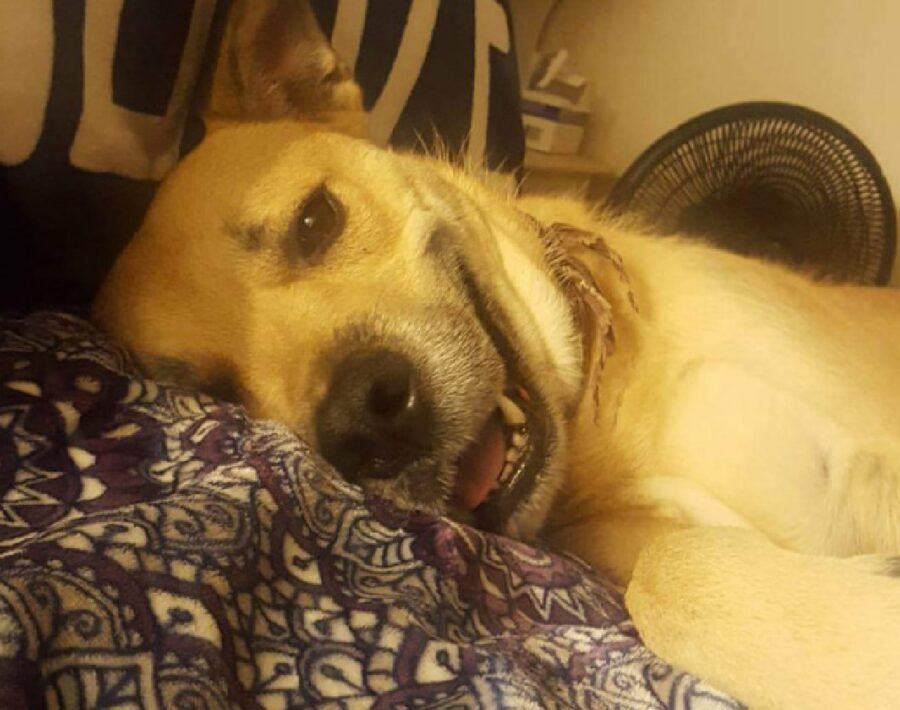 cane sorride sul letto