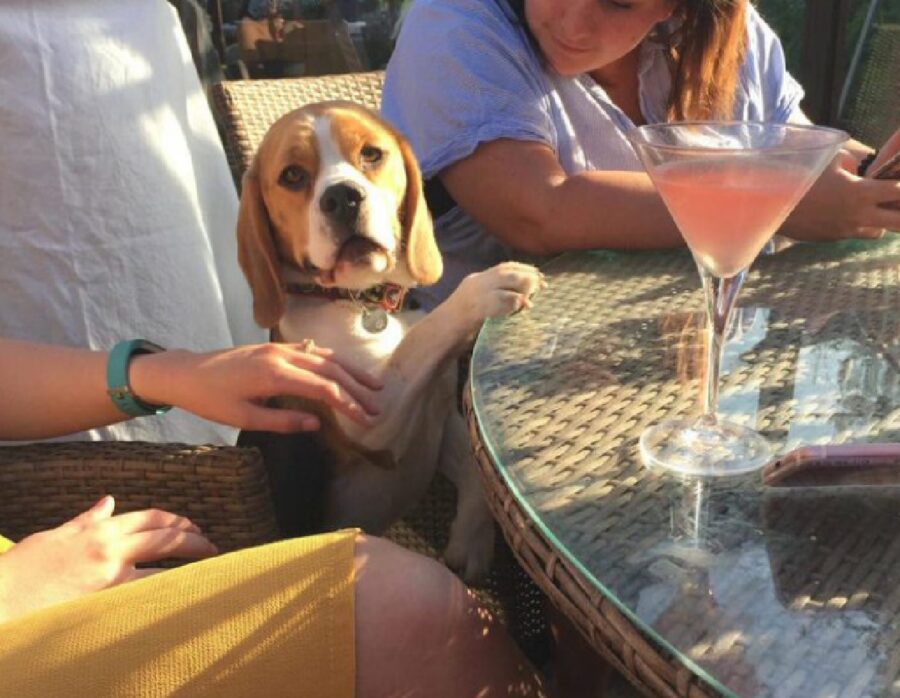 cane beagle sul tavolo