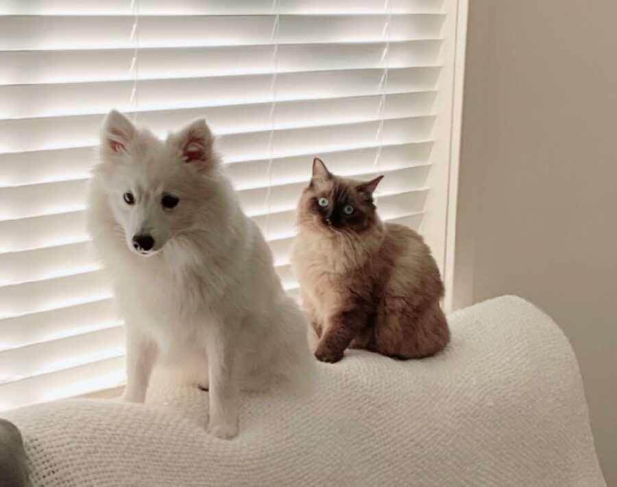 cane insieme gatto su divano