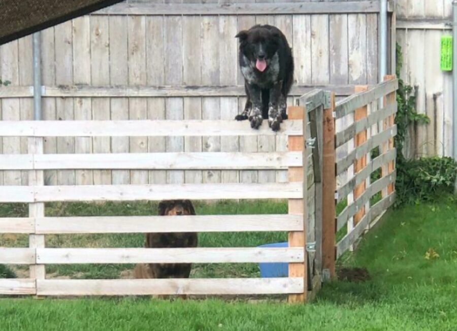 cane su estremità staccionata