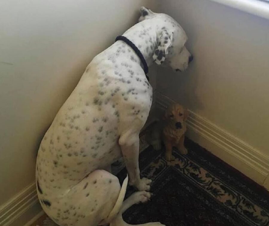 cucciolo di cane al muro