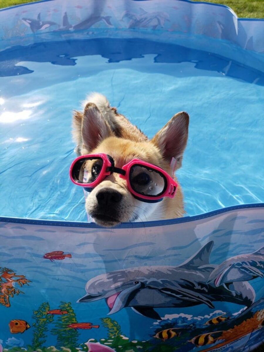cane acqua occhialini