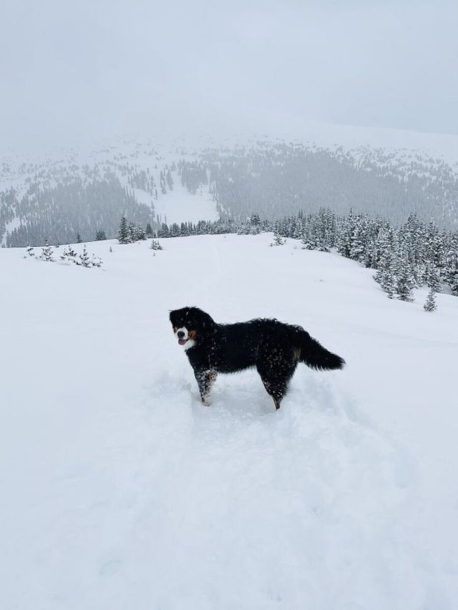 cucciolo bovaro bernese