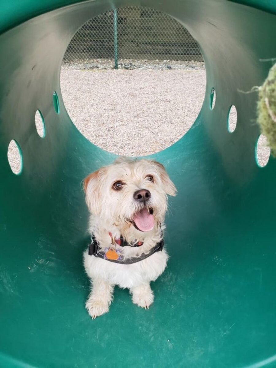 cane tunnel buffo