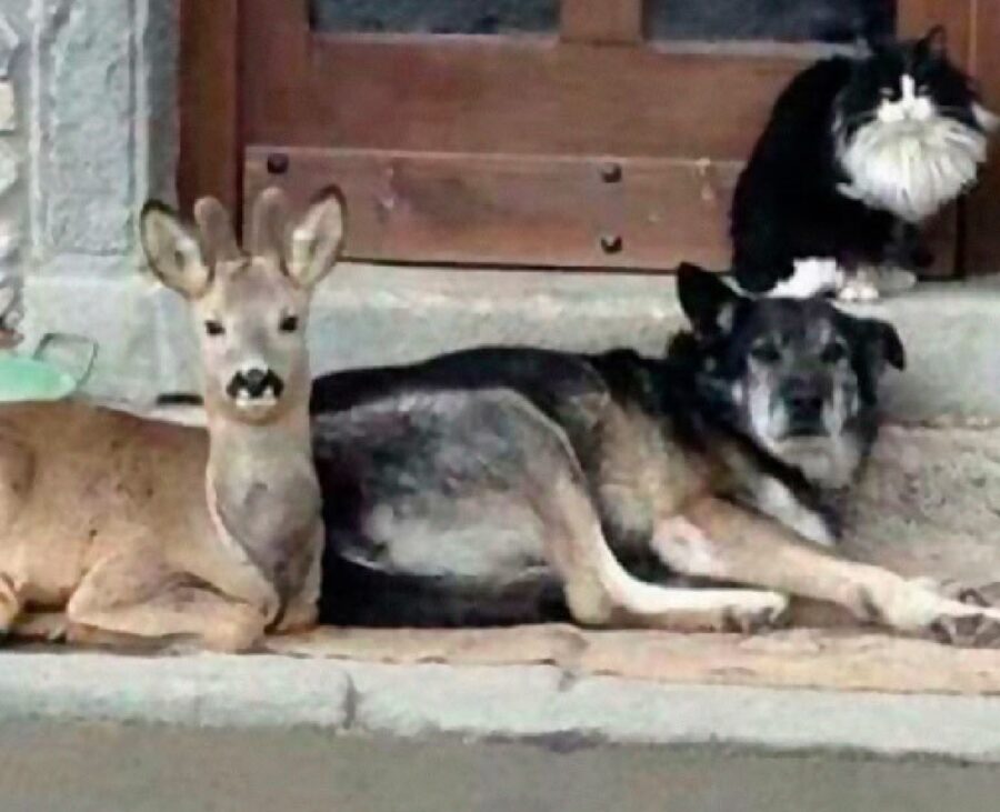 cane con altri animali