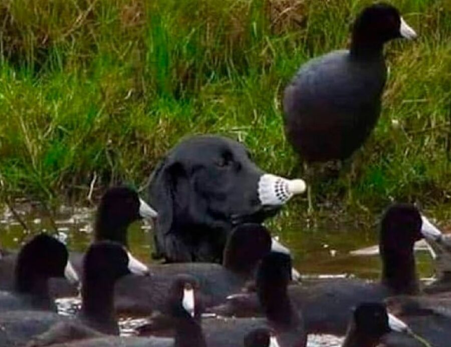 cane si confonde con anatre