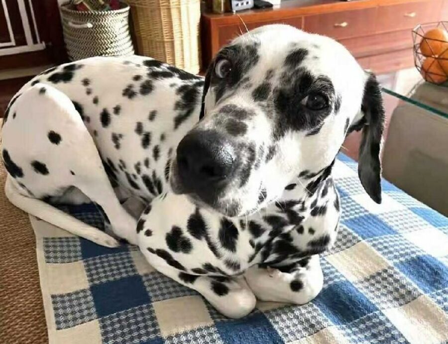 cane dalmata rannicchiato come gatto