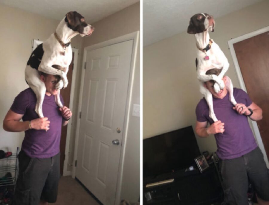 cane sulle spalle del proprietario
