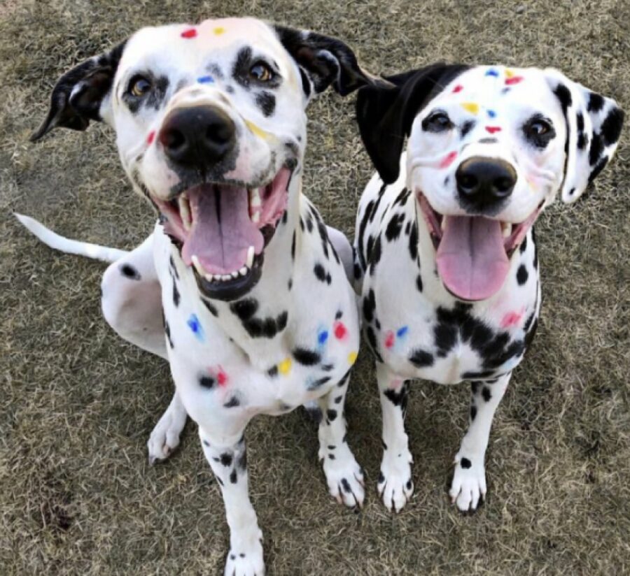 cane dalmata con macchie colorate