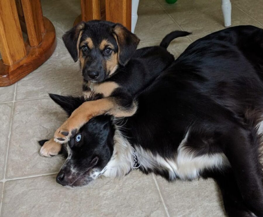 cane apre gli occhi altro cucciolo