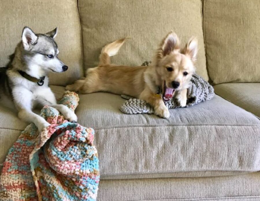 cucciolo di cane con coperta