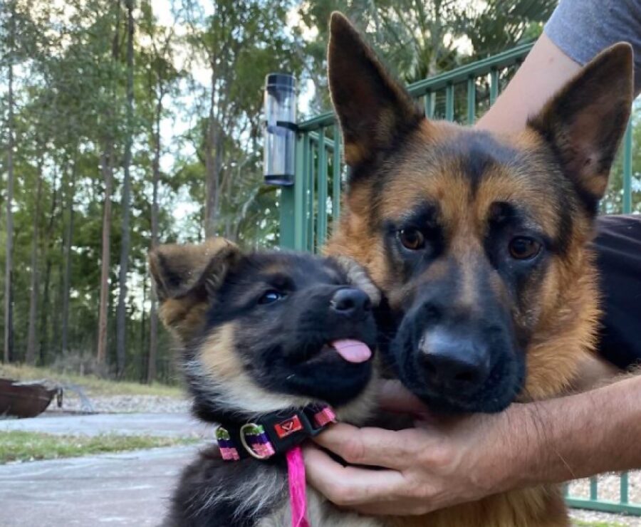 cane dolce tira fuori lingua