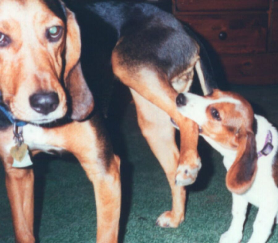 cane alza zampa per morso