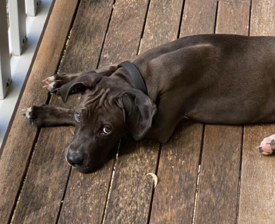 cucciolo disteso su travi legno