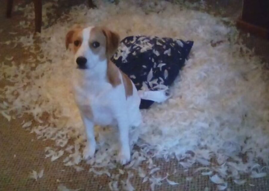 cane distrugge cuscino letto