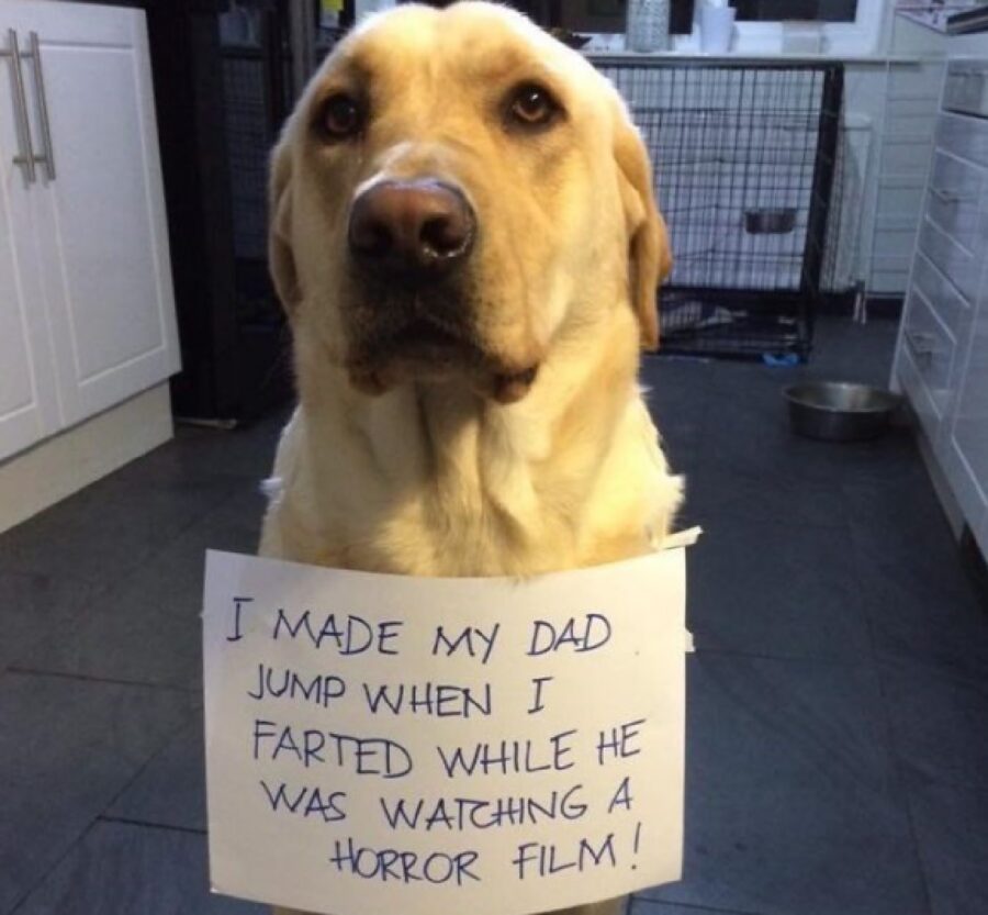 cane cartello dice cosa ha fatto