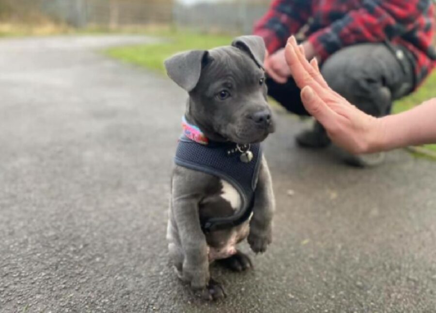 cagnolino sale su due zampe