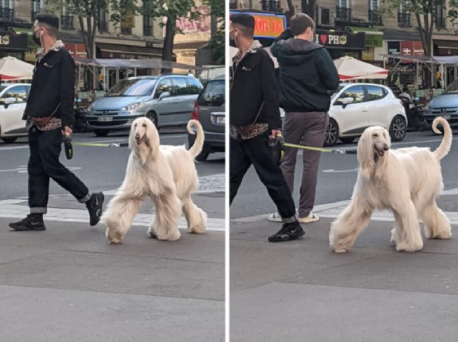 cane pelo lungo cammina strada