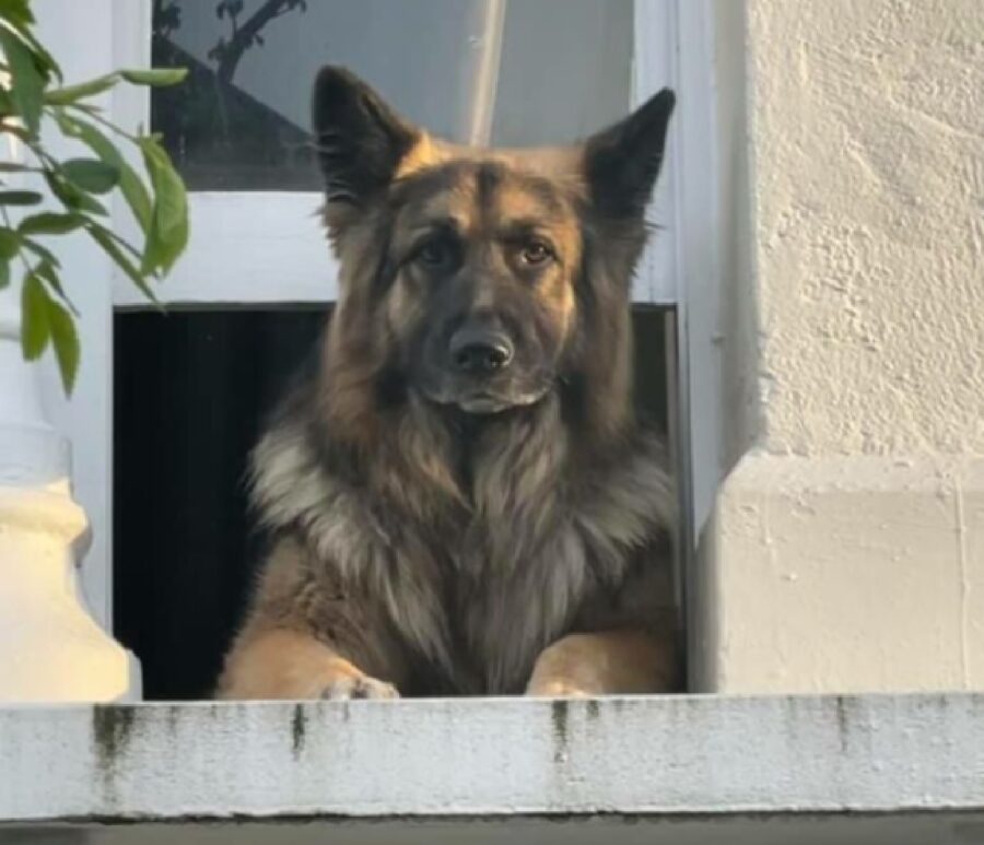 cane si affaccia da finestra