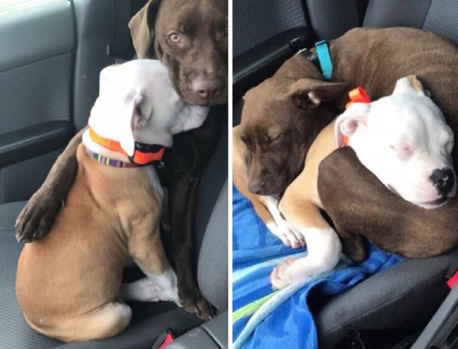 cani si abbracciano dentro auto