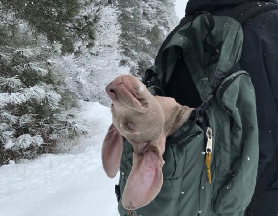 cucciolo dentro zaino