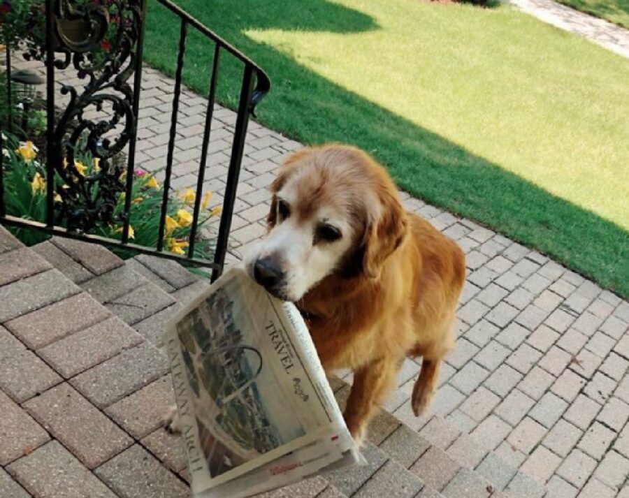 cane golden anziano primo mattino