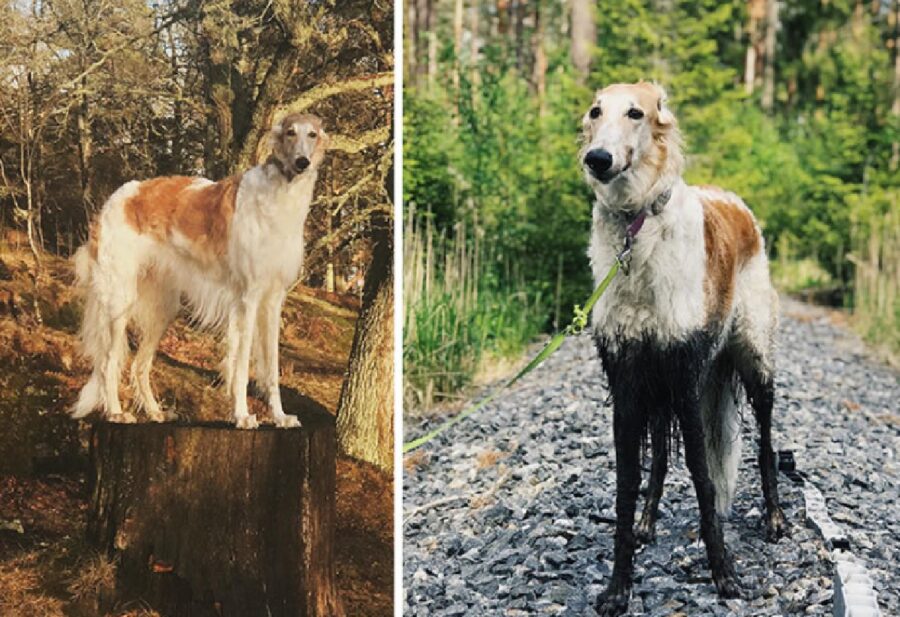 cane zampe sporche di fango