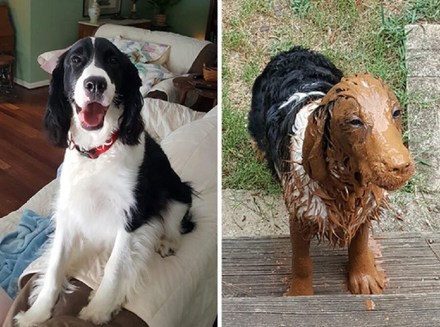 cane bianco e nero sporco