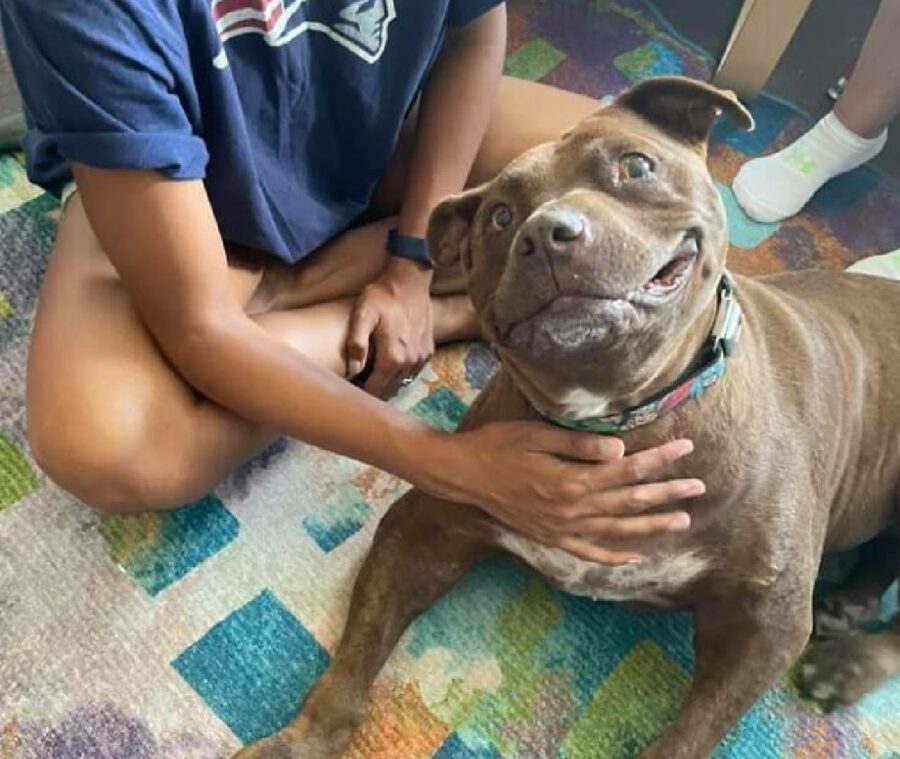 cagnolino pitbull sorriso