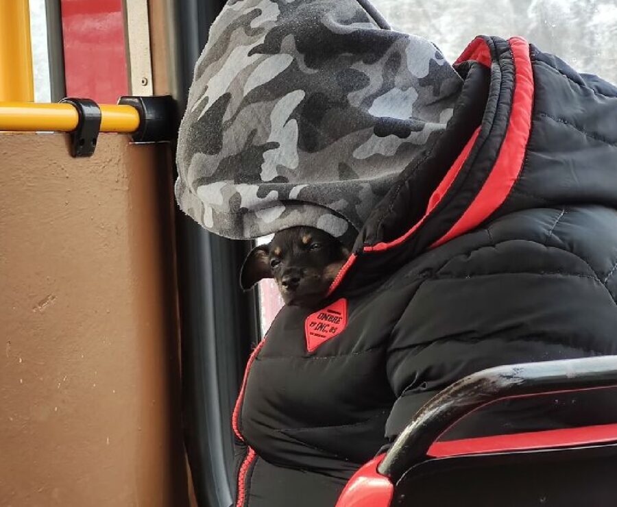 cucciolo di cane uomo incappucciato 