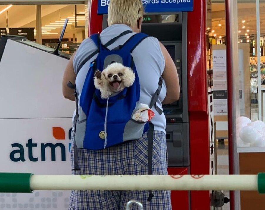 cane saluta da zaino