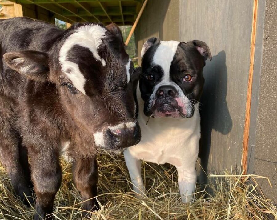 cane bulldog assomiglia mucca