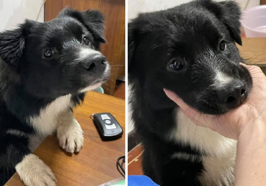 cucciolo di cane nero 