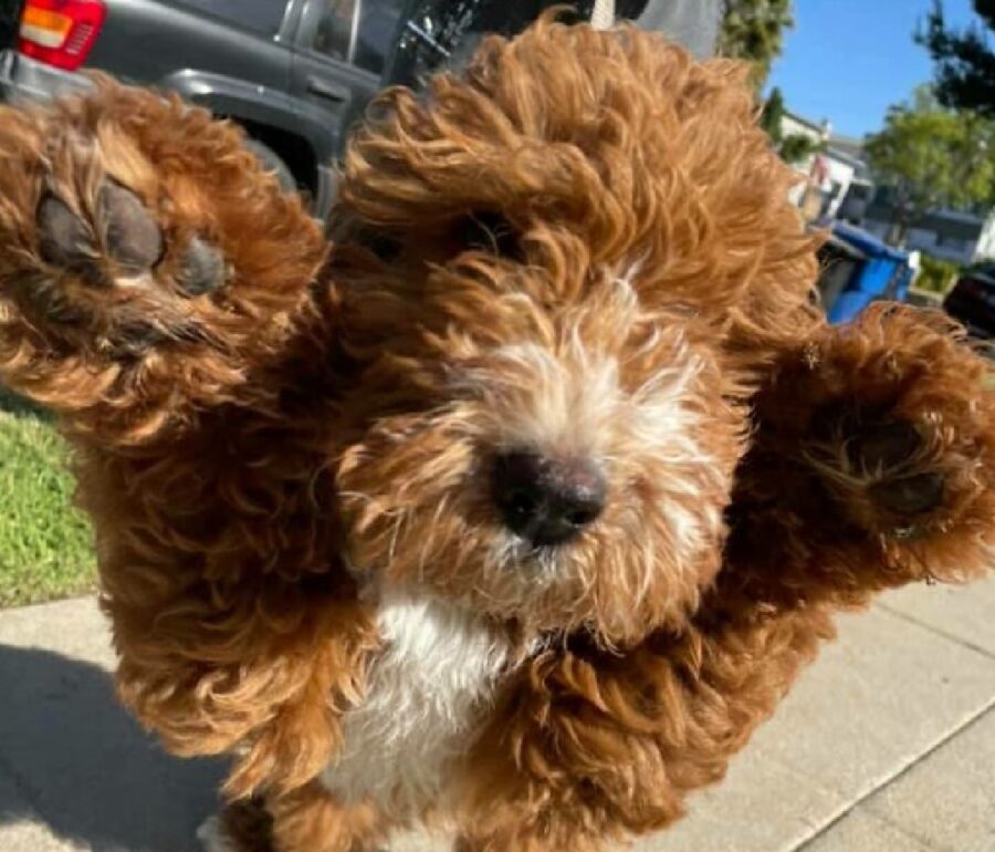 cagnolino alza zampe in segno amicizia