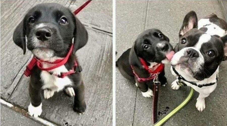 cane bacio coccole