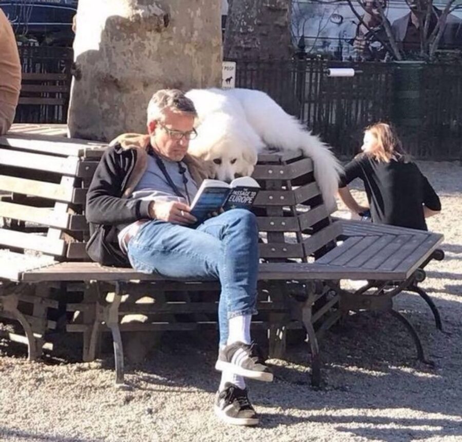 cane papà leggere